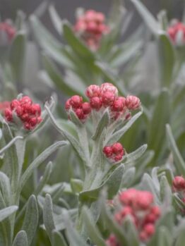 Gray-green leafy plants with clusters of small, round, pink buds, photographed in soft natural light with a shallow depth of field.