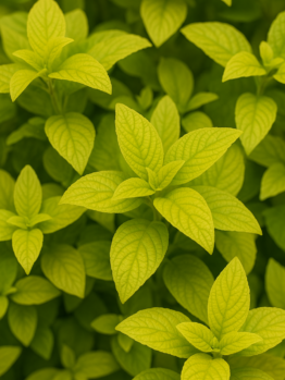 Close-up of the Heliotrope ‘Golden Glow’ in a 4” pot, showing several bright green leaves with prominent veins densely clustered together, filling the frame.