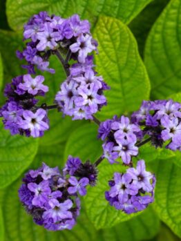 Heliotrope ‘Lord Roberts’ 4” Pot features clustered purple and white flowers with green textured leaves.