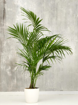 A potted palm plant with long, green fronds is placed on a white surface in front of a gray textured wall.
