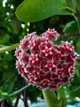 Close-up of a spherical cluster of small, red, star-shaped flowers with white centers, surrounded by green leaves.
