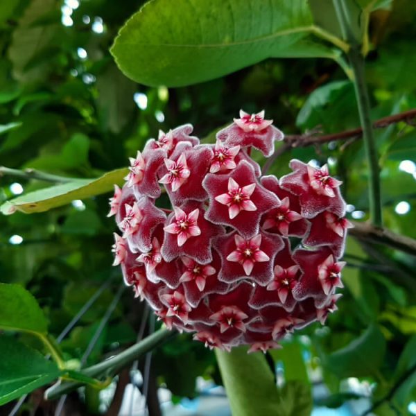 Close-up of a spherical cluster of small, red, star-shaped flowers with white centers, surrounded by green leaves.