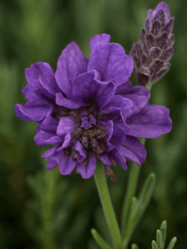 Close-up of Lavender 'Double Lavish Blue' flowers in bloom, with a bud beside them and a soft green background. Ideal for brightening your space, this beautiful plant comes ready to display in a 6" pot.
