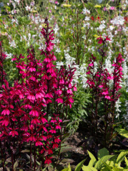 Lobelia Starship Deep Rose flowers feature tall spikes of vibrant blooms in a garden bed, surrounded by lush foliage and other plants. Available in a 4” pot.