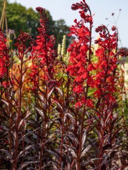 Lobelia ‘Tania’ 4” Pot features tall, upright red blooms on reddish-brown stems with green foliage. Ideal for sunlit gardens, this plant adds vibrant outdoor beauty to your space.