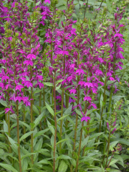 Tall stems of magenta flowers with green leaves growing densely in a garden, surrounded by leafy green foliage.