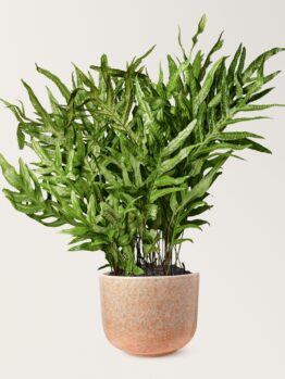 A lush green fern with long, narrow leaves grows in a speckled pink ceramic pot against a plain white background.