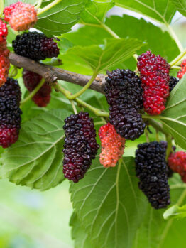 A close-up of a mulberry tree branch with clusters of ripe and unripe mulberries among green leaves.