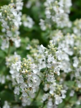 Close-up of Nepeta ‘Snowflake’ White Catmint flowers with small white petals and green stems in a 4” pot, set against a blurred green background.