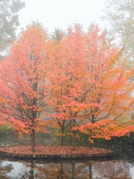 Three trees with orange and pink autumn leaves stand on a small circular island surrounded by water, with fallen leaves covering the ground.