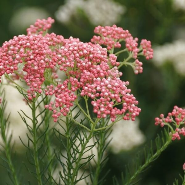 Ozothamnus 'Royal Flush' 6’’ Pot displays clusters of pink buds and feathery green leaves, set against a softly blurred white flower background.