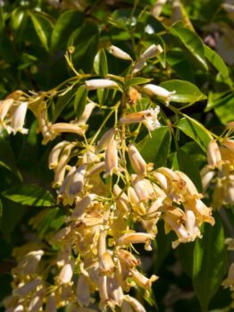 Clusters of pale yellow tubular flowers hang from green leafy branches in bright sunlight.