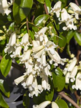 Close-up of Pandorea ‘Snowbells’ flowers in a 6” Pot, featuring white tubular blooms and lush green foliage in the background.