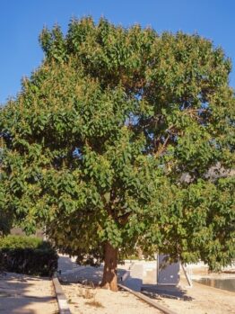 A large, leafy tree with broad green foliage stands next to a walkway by a waterfront on a sunny day.