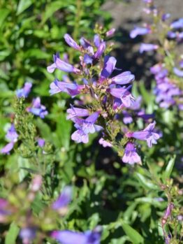 Close-up of blooming purple Penstemon 'Catherine de la Mare' in a 4” pot, showing green foliage outdoors in sunlight.
