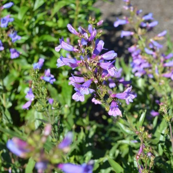 Close-up of blooming purple Penstemon 'Catherine de la Mare' in a 4” pot, showing green foliage outdoors in sunlight.