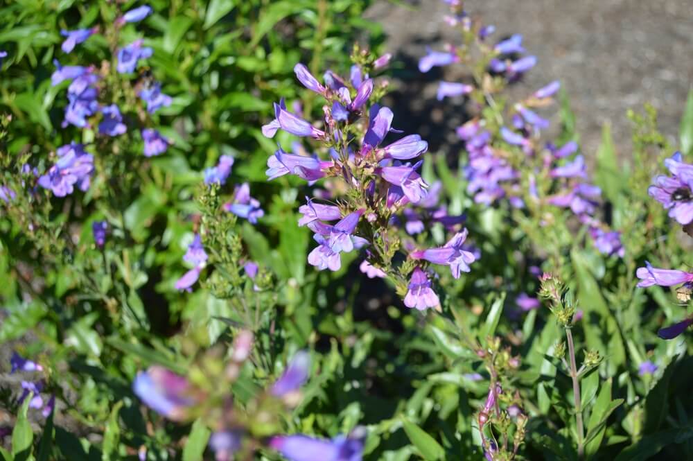 Close-up of blooming purple Penstemon 'Catherine de la Mare' in a 4” pot, showing green foliage outdoors in sunlight.