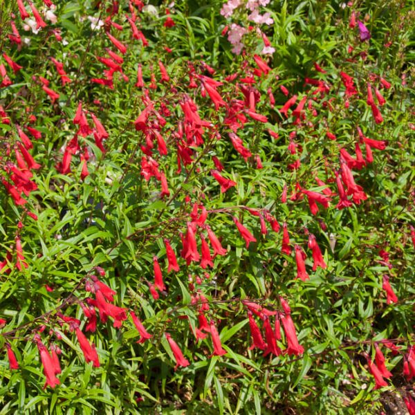 Penstemon ‘Chester Scarlet’ features dense green foliage and upright clusters of tubular red flowers. Supplied in a 4” pot.