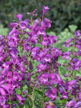 Penstemon ‘Russian River’ 4” Pot features tall clusters of purple blooms rising above green foliage. Ideal for adding vibrant color to your garden, this variety thrives near the Russian River.