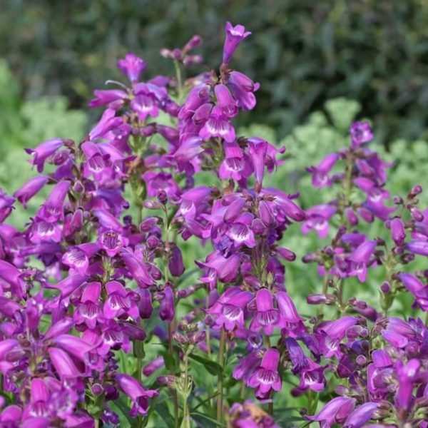 Penstemon ‘Russian River’ 4” Pot features tall clusters of purple blooms rising above green foliage. Ideal for adding vibrant color to your garden, this variety thrives near the Russian River.