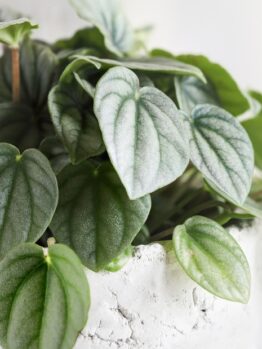 A close-up of green, heart-shaped leaves on a Peperomia ‘Moonlight’ in a white, textured 5" pot.