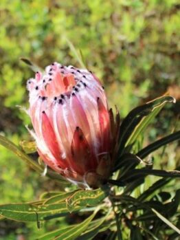 A close-up of a single pink protea flower bud with pointed petals and long green leaves, set against a blurred green natural background.