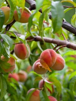 Ripe peaches growing on tree branches surrounded by green leaves.