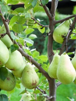 Several green pears grow on the branches of a tree surrounded by green leaves in an outdoor setting.