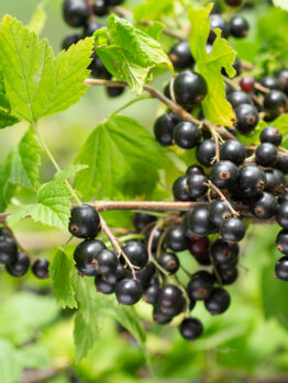 A branch with clusters of ripe blackcurrants and green leaves, set against a blurred natural background.