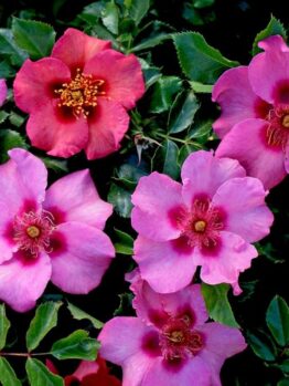 Clusters of pink and reddish open rose flowers with yellow centers surrounded by glossy green leaves.