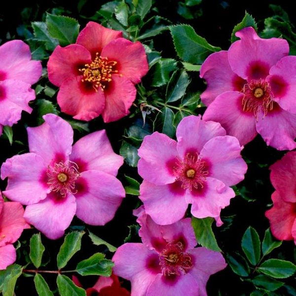 Clusters of pink and reddish open rose flowers with yellow centers surrounded by glossy green leaves.