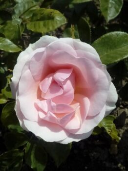 A close-up of a Rose 'Paul Cezzane®' Delbard Bush Form in full bloom, showcasing its delicate pale pink petals nestled among vibrant green leaves.