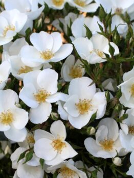 CLUSTERS OF WHITE ROSES WITH YELLOW STAMENS SILVER GHOST ROSE