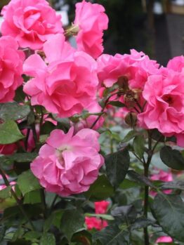 A cluster of bright pink Rose 'Paul Cezzane®' Delbard Bush Form blooms with lush green leaves, photographed outdoors in a garden setting.