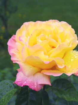 A yellow and pink Rose 'Paul Cezzane®' Delbard Bush Form (Copy) with water droplets on its petals, set against a green blurred background.