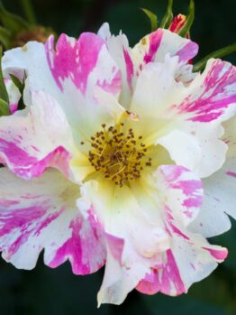 A close-up of Rose 'Paul Cezzane®' Delbard Bush Form, featuring white petals streaked with pink and yellow stamens at the center, set against a dark green background.