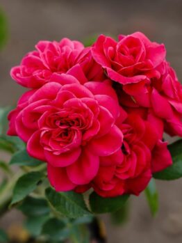 A cluster of vibrant Rose 'Paul Cezzane®' Delbard Bush Form blooms with lush green leaves against a softly blurred outdoor background.