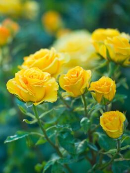 A cluster of yellow Rose 'Paul Cezzane®' Delbard Bush Form (Copy) blooms with green leaves against a soft, natural background.