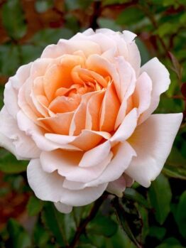 A close-up of Rose 'Paul Cezzane®' Delbard Bush Form in full peach bloom, with a rosebud and softly blurred green leaves in the background.