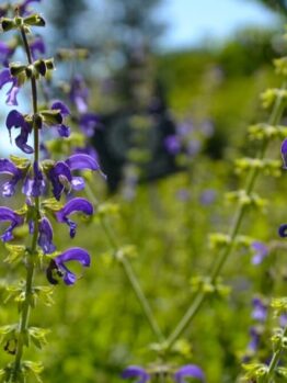 A bee hovers near tall purple blooms of Salvia 'Lake Titicaca' Sage, thriving in a sunlit green setting—ideal for growing in a 4" pot.