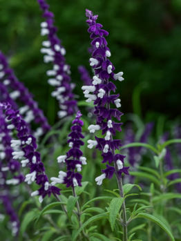 Salvia Meigans Magic™ Sage features purple and white blooms with green leaves, perfect for vibrant garden color. Supplied in a handy 4” pot.