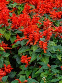 A dense cluster of red salvia flowers with green leaves fills the frame.
