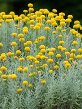 A dense cluster of silver-green foliage topped with small, round yellow flowers, growing outdoors with a dark blurred background.