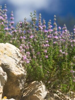 A bush with small purple flowers grows among large rocks under a bright sky.
