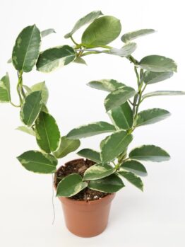 A Stephanotis 'Madagascar Jasmine' plant sits next to a potted variegated Hoya with oval green leaves and creamy white edges, both displayed against a plain white background.