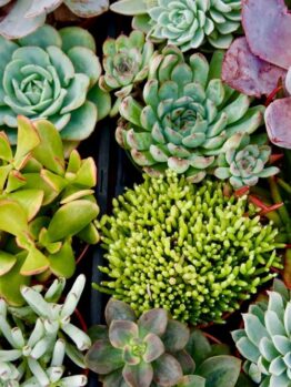 A top view of a variety of colorful succulent plants closely grouped together, displaying different shapes, sizes, and shades of green, purple, and pink.