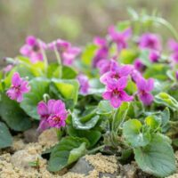 Viola odorata ‘Pink’ Violet in a 6” pot features vibrant pink blooms and lush green leaves, thriving in sandy soil for outdoor beauty.