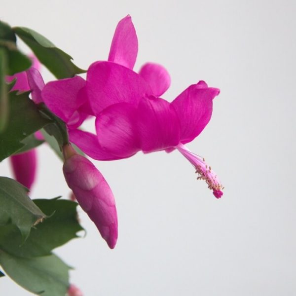A close-up of a Zygocactus ‘Purple’ flower in bloom with green leaves and a bud in a 6” pot, set against a plain white background.