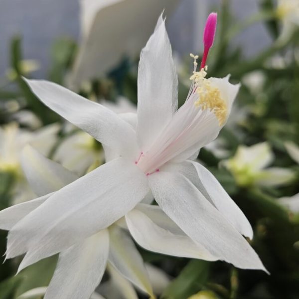 Close-up of a Zygocactus ‘Red’ in a 6” pot, featuring delicate petals and vibrant details, set against a blurred green background.