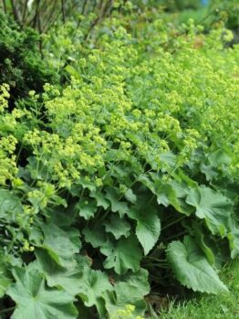 Alchemilla mollis 'Ladys Mantle' features attractive green foliage and clusters of yellow-green flowers, making it a lovely garden accent. Available in a 4” pot.